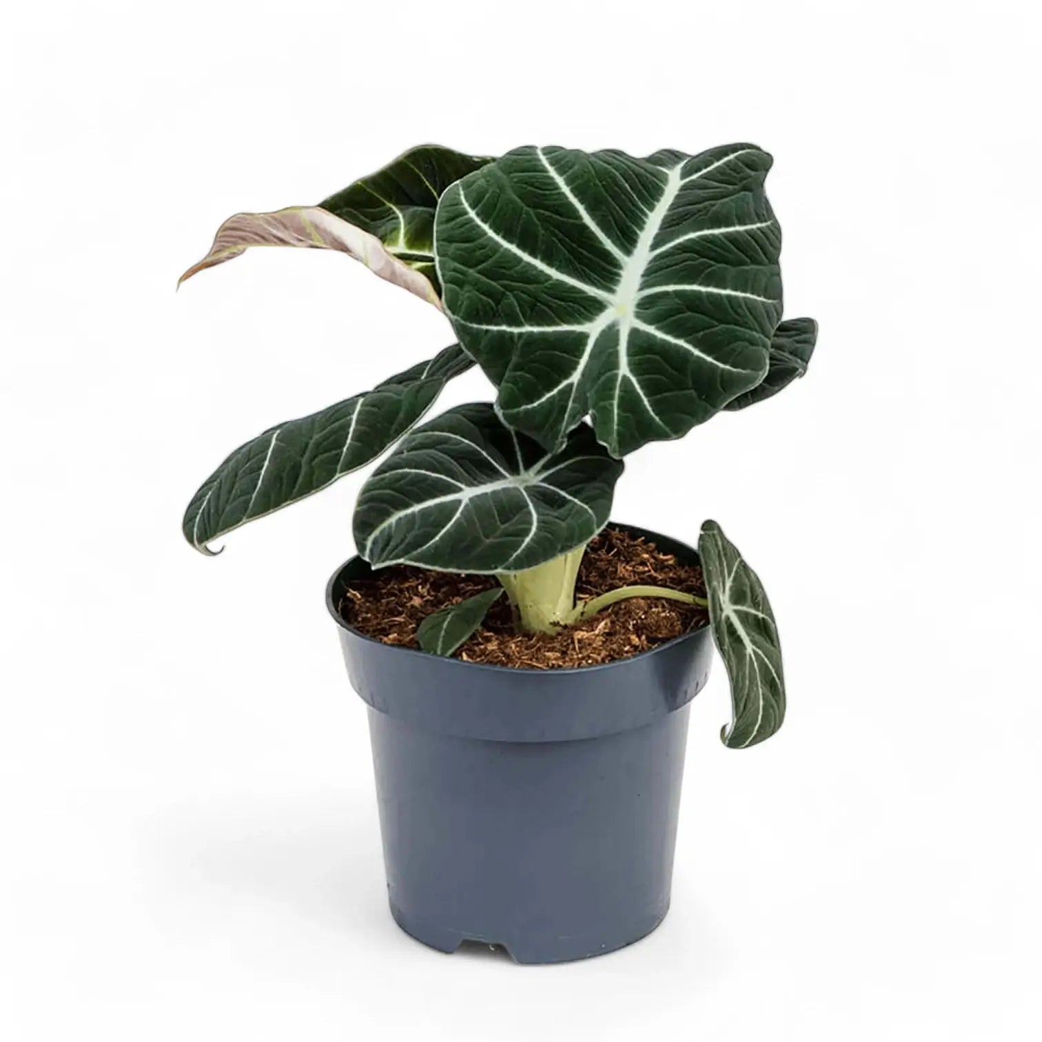 Alocasia reginula 'Black velvet' potted houseplant in nursery pot on white background, product photo 12.