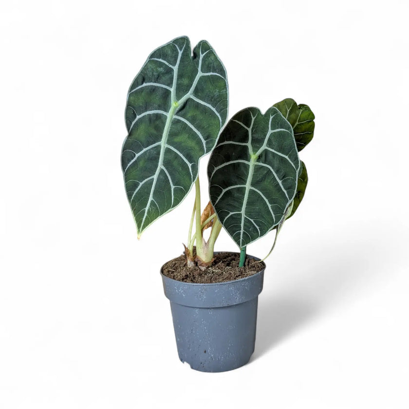 Alocasia 'Prince of Curup' potted houseplant in nursery pot on white background, product photo 2.