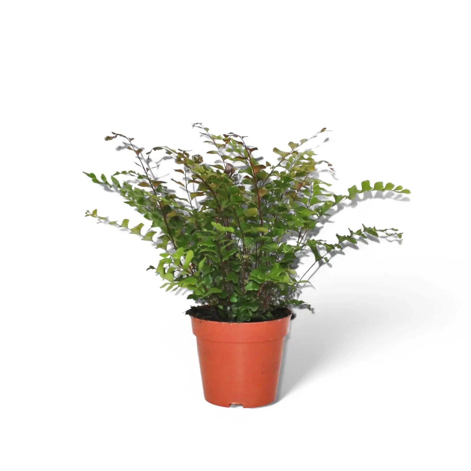 Didymochlaena truncatula – Topfpflanze im Kulturtopf vor weißem Hintergrund, Produktfoto 4.