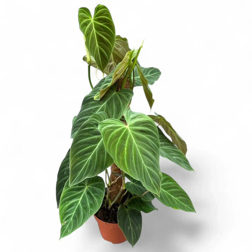 Philodendron 'Splendid' (verrucosum x melanochrysum) potted houseplant in nursery pot on white background, product photo 3.