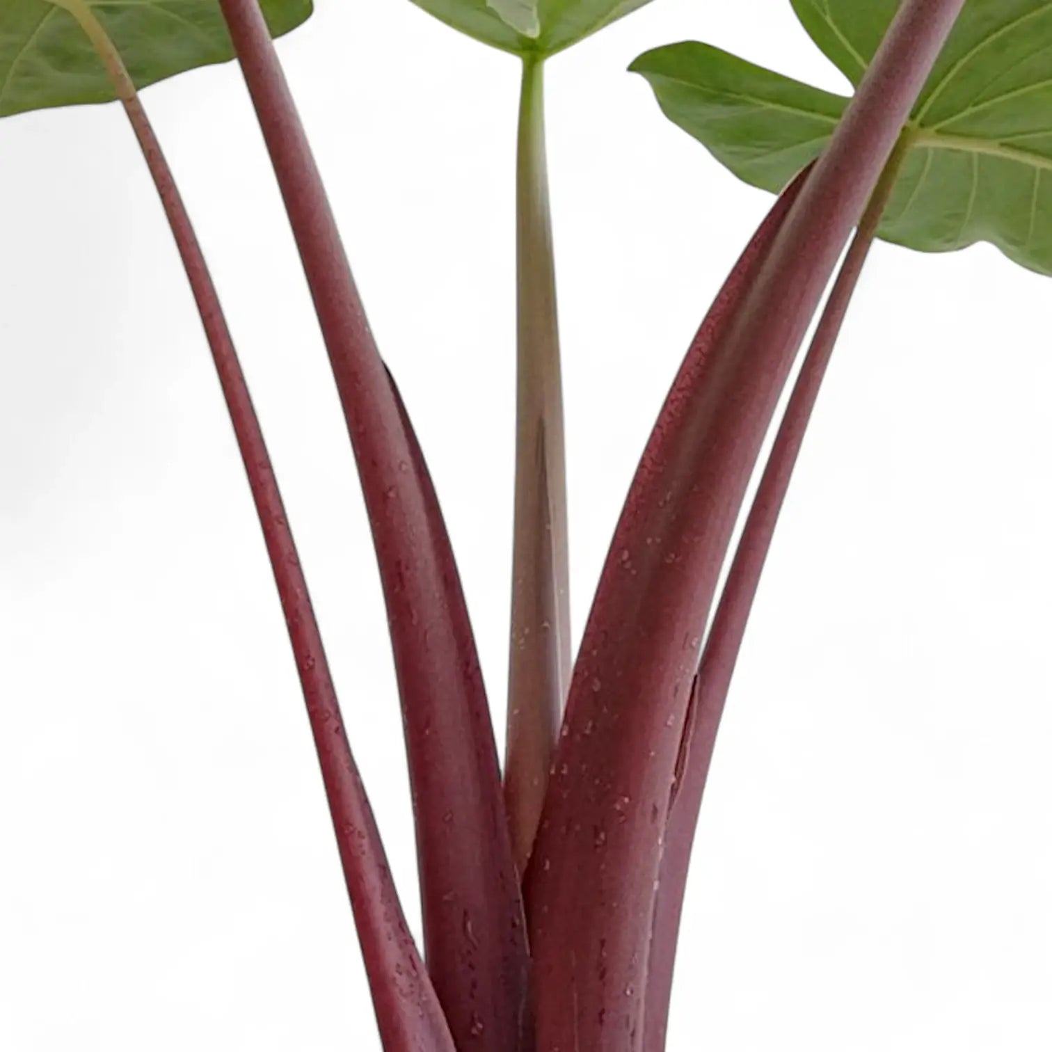 Nahaufnahme eines Blatts von Alocasia 'Imperial Red' vor weißem Hintergrund.