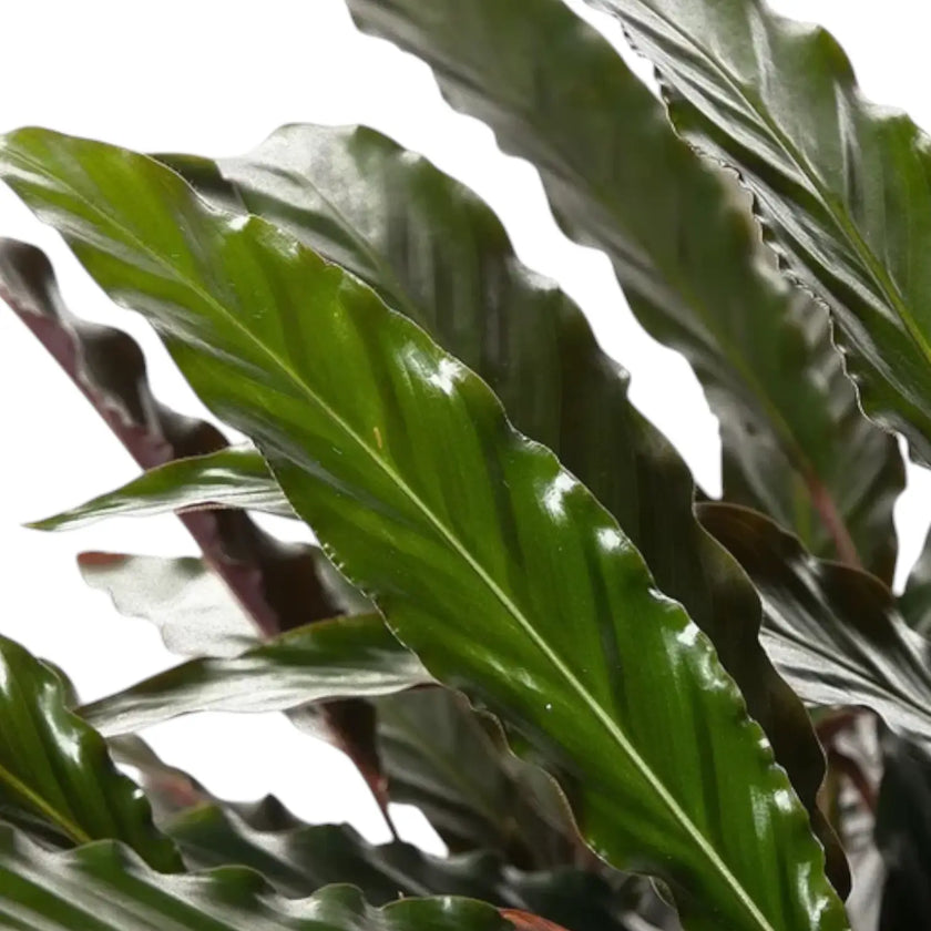 Goeppertia (Calathea) rufibarba 'Wavestar' leaf close-up on white background.