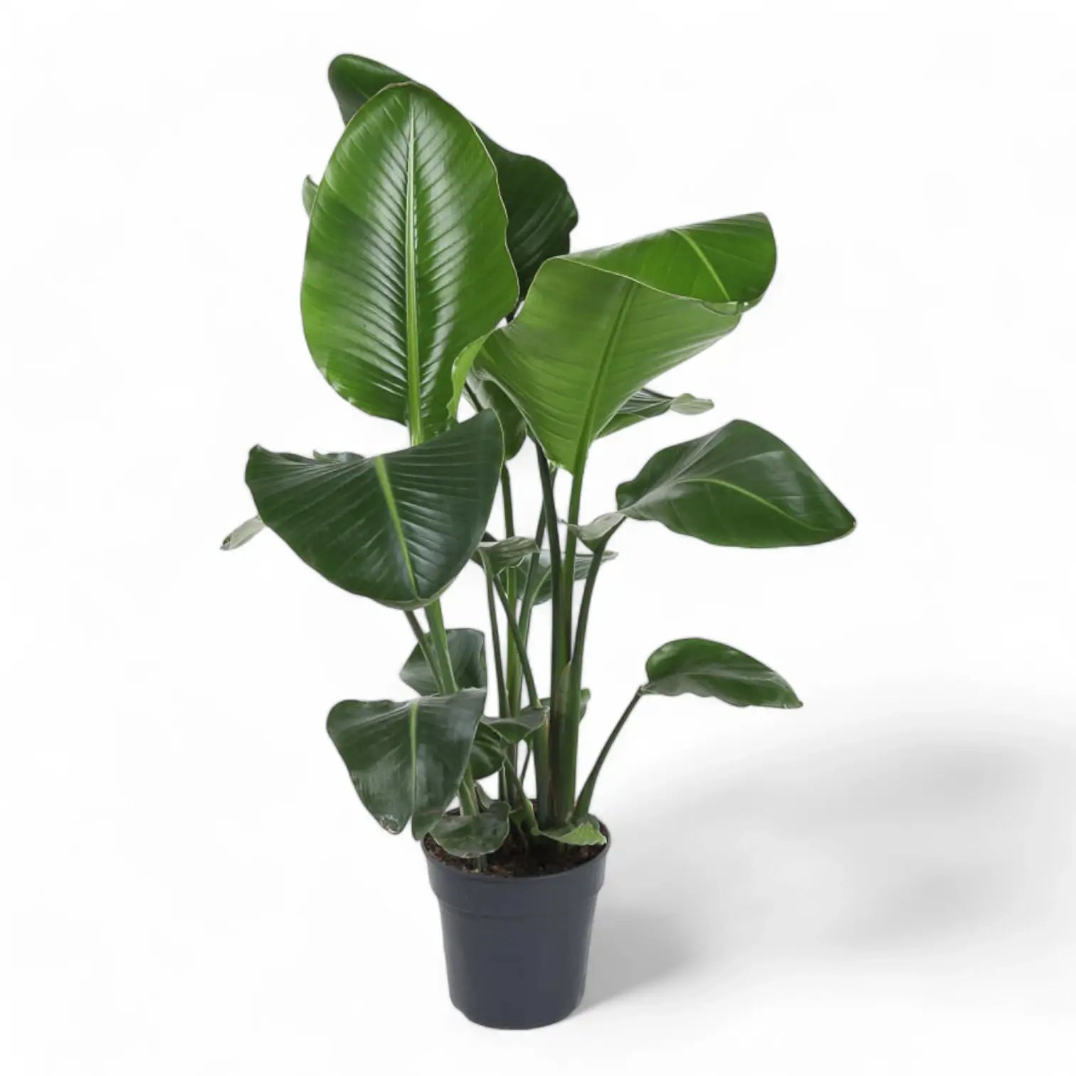 Strelitzia nicolai potted houseplant in nursery pot on white background, product photo 15.
