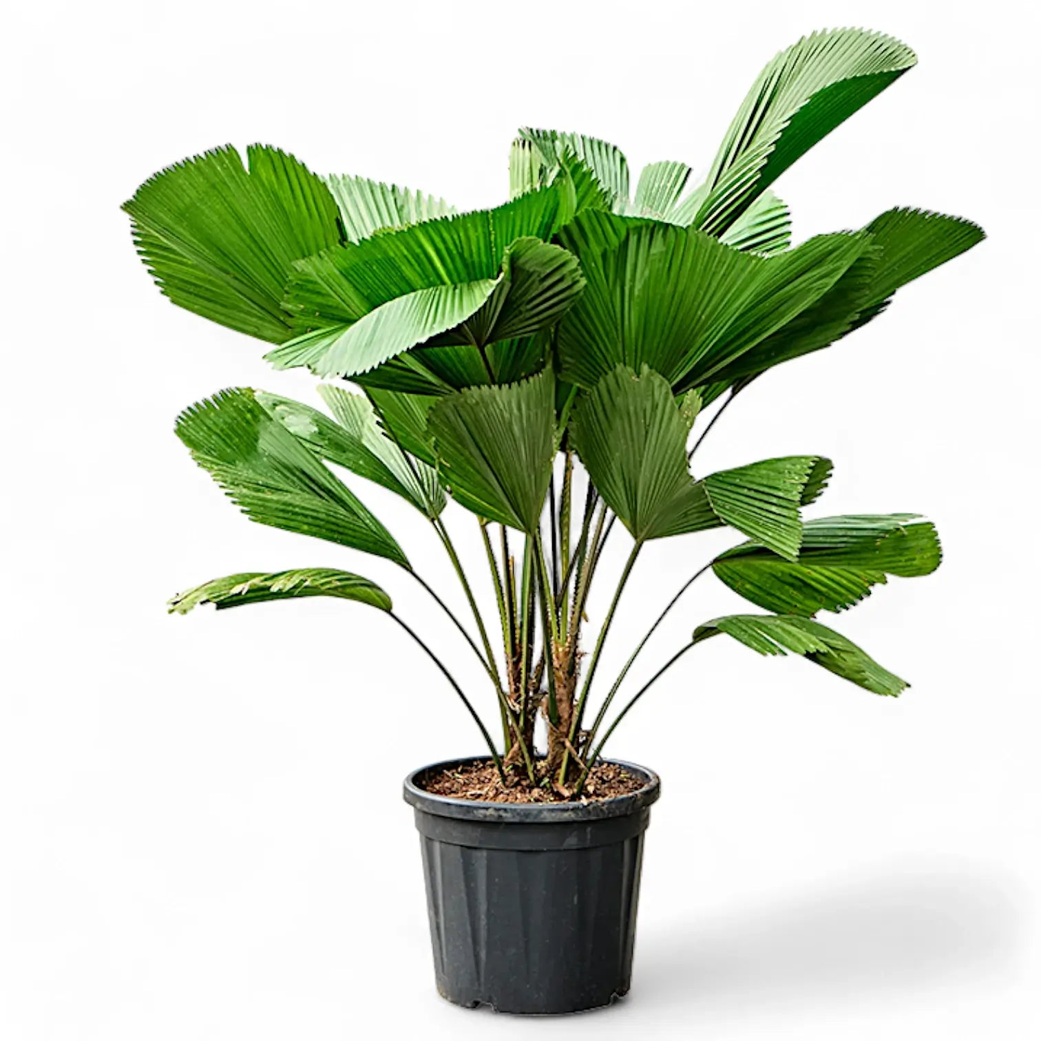 Licuala grandis – Zimmerpflanze im Kulturtopf auf weißem Hintergrund, Produktfoto 9.