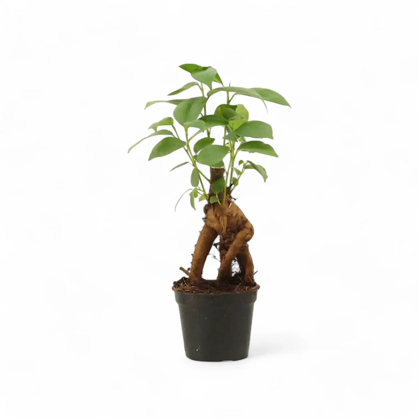 Ficus microcarpa 'Ginseng' potted houseplant in nursery pot on white background, product photo 4.