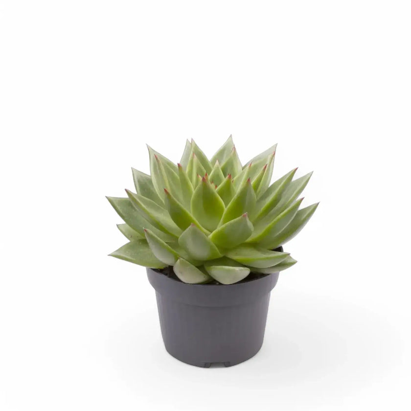 Echeveria agavoides 'Pluto Galaxy' potted houseplant in nursery pot on white background, product photo 2.