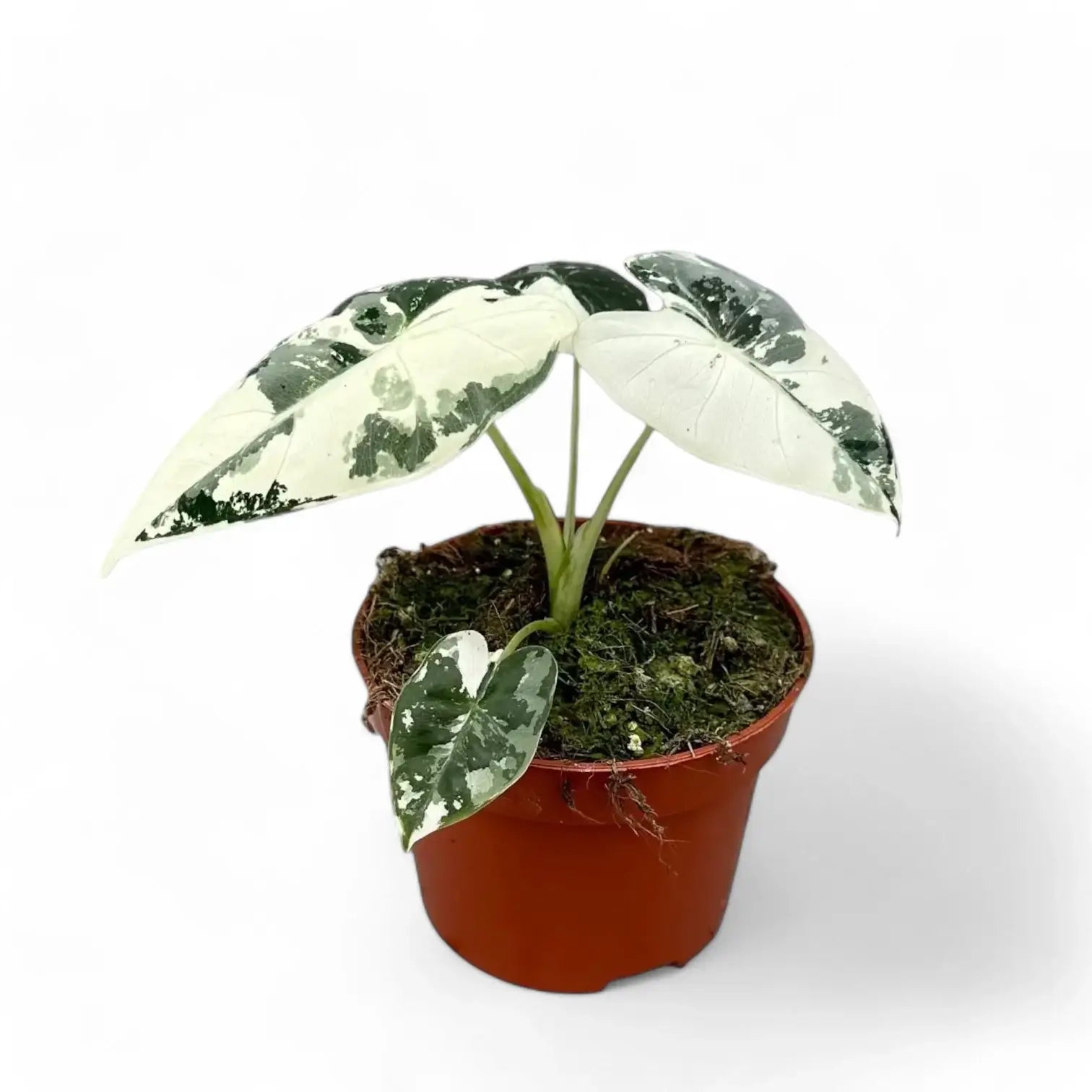 Alocasia ‘Frydek’ variegata potted houseplant in nursery pot on white background, product photo 7.