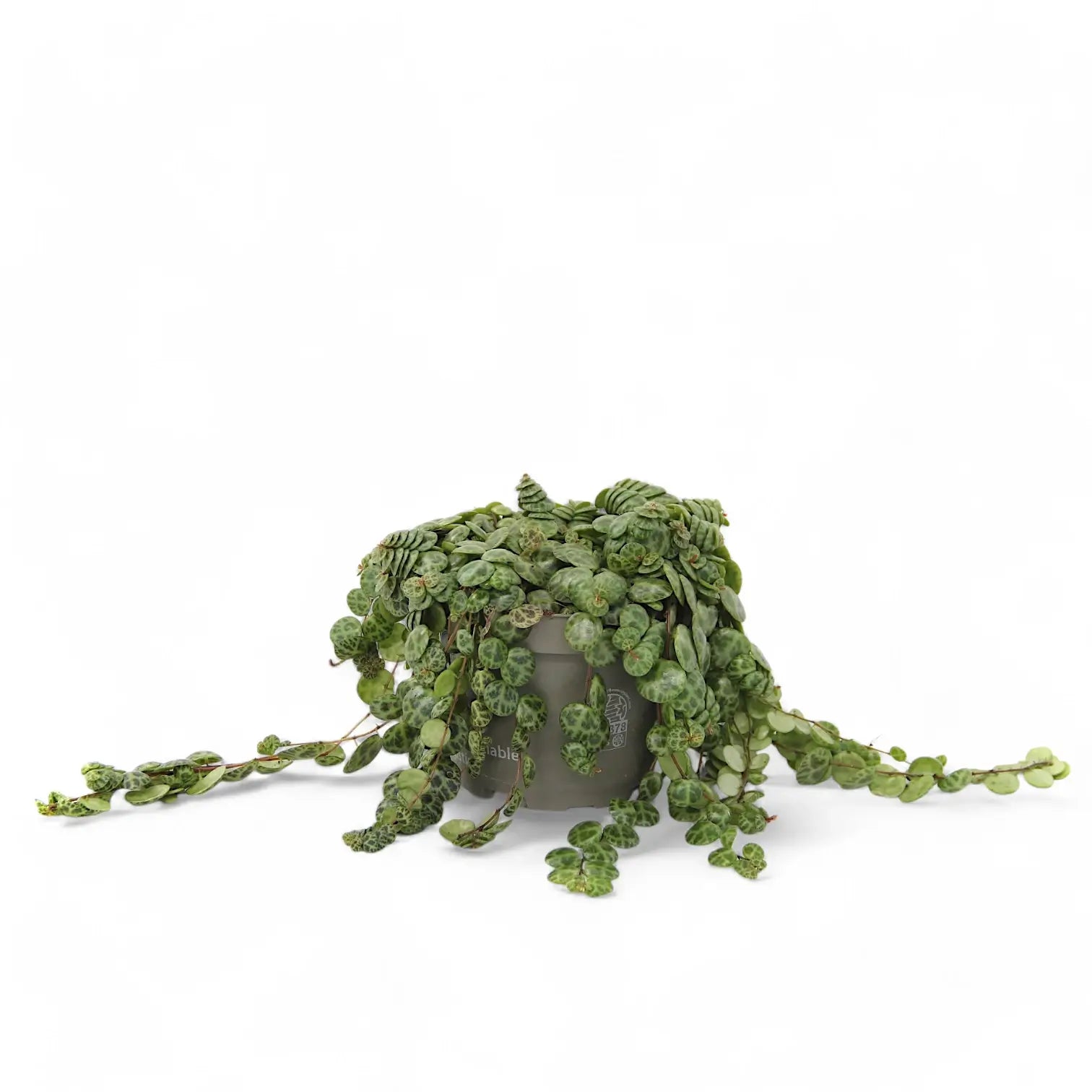 Peperomia prostrata – Zimmerpflanze im Kulturtopf auf weißem Hintergrund, Produktfoto 7.