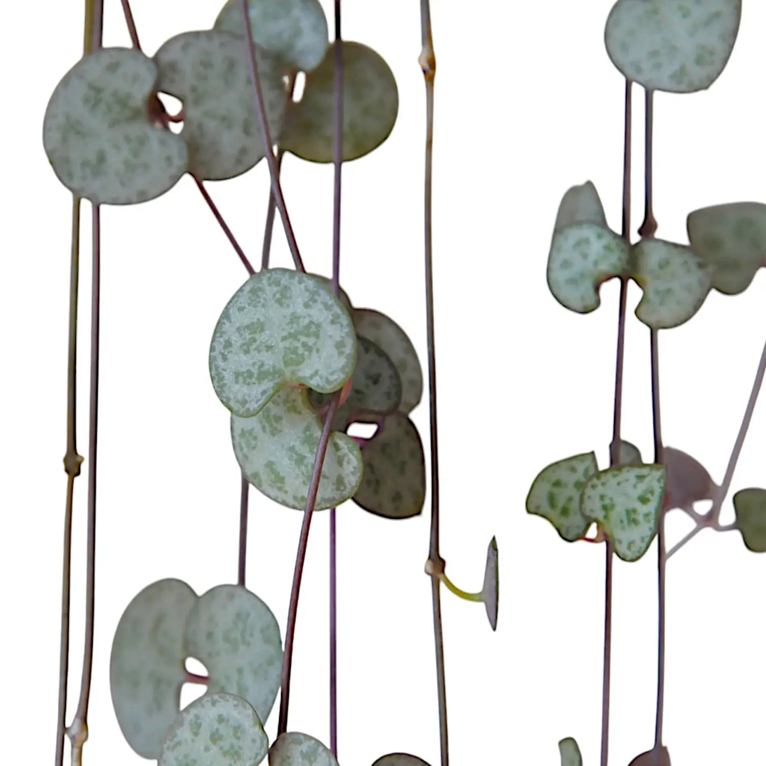 Ceropegia woodii potted houseplant in nursery pot on white background, product photo 6.