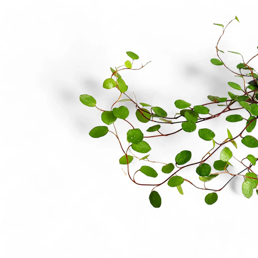 Nahaufnahme eines Blatts von Muehlenbeckia complexa 'Maori' vor weiĂem Hintergrund.