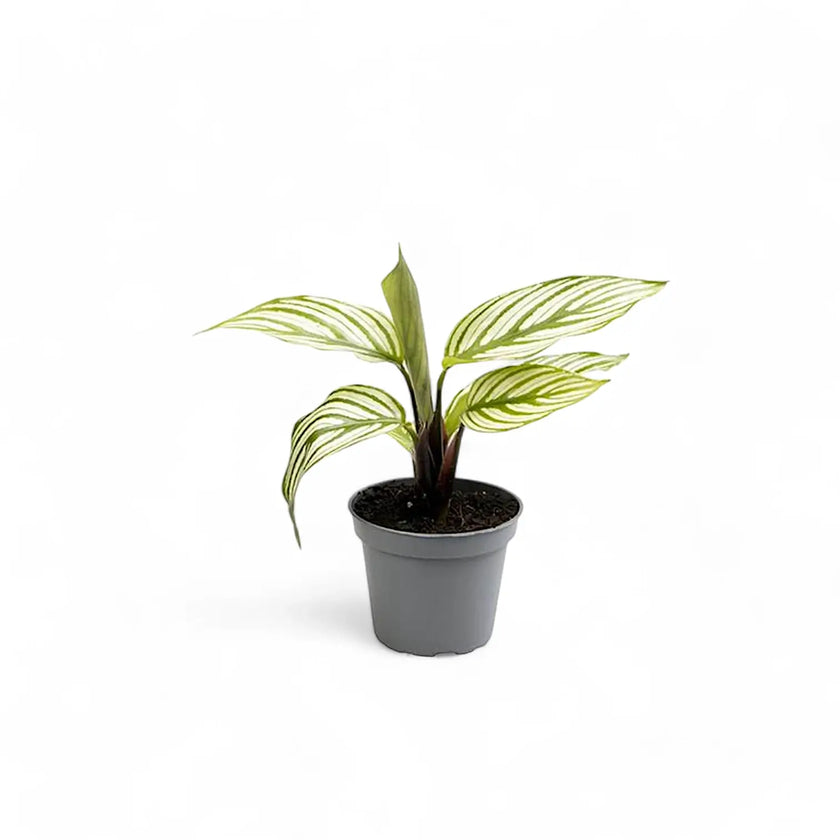 Goeppertia (Calathea) elliptica 'Vittata' potted houseplant in nursery pot on white background, product photo 2.