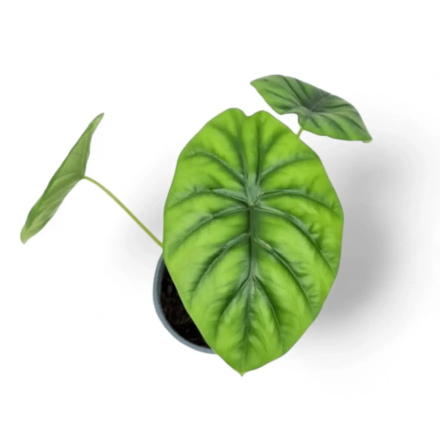Alocasia clypeolata 'Green shield' potted houseplant in nursery pot on white background, product photo 9.