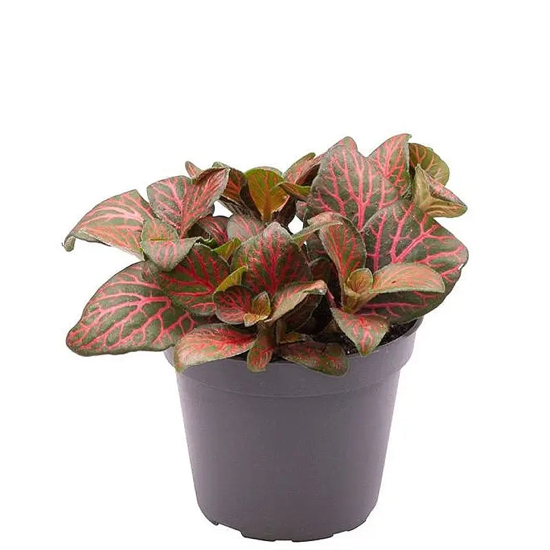 Fittonia albivenis 'Joly Josan Red' potted houseplant in nursery pot on white background, product photo 2.