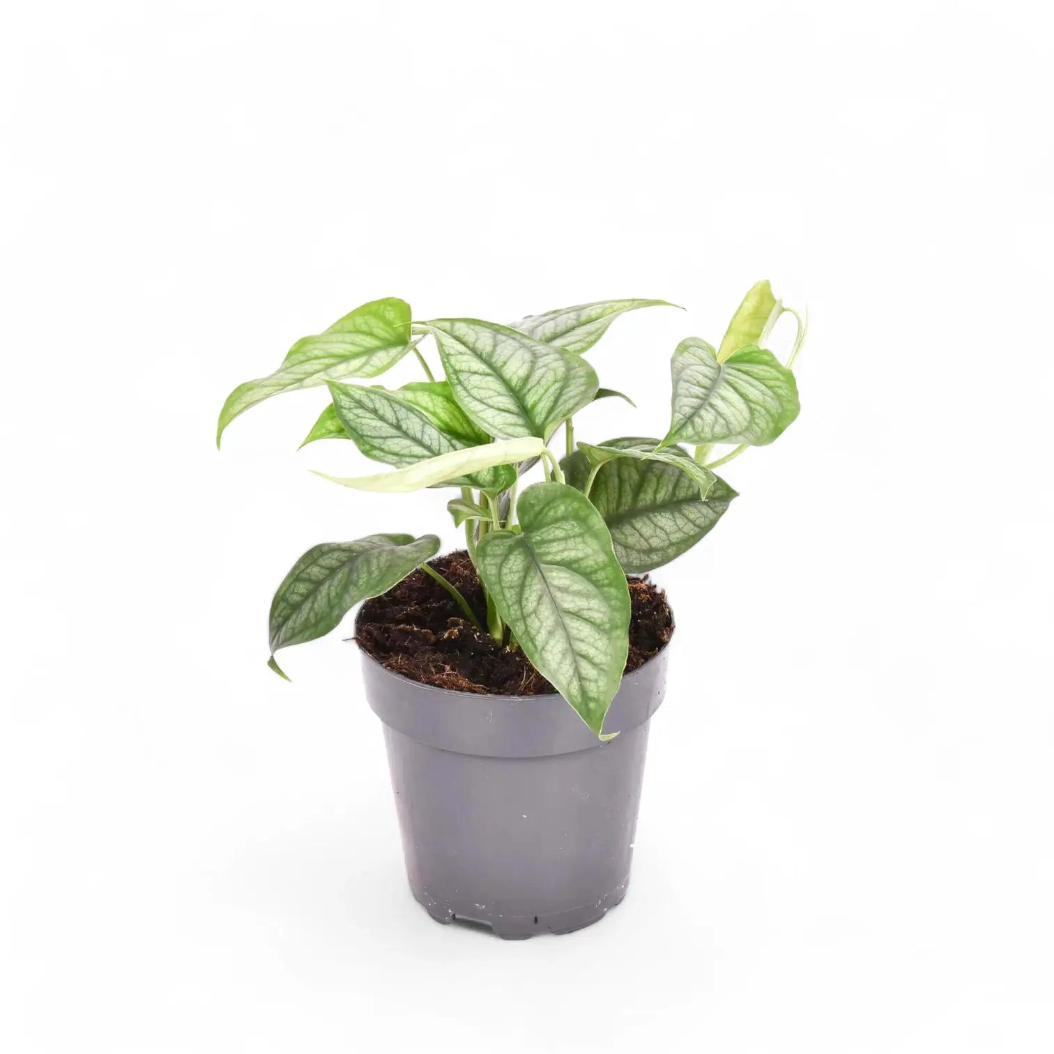 Monstera siltepecana potted houseplant in nursery pot on white background, product photo 7.