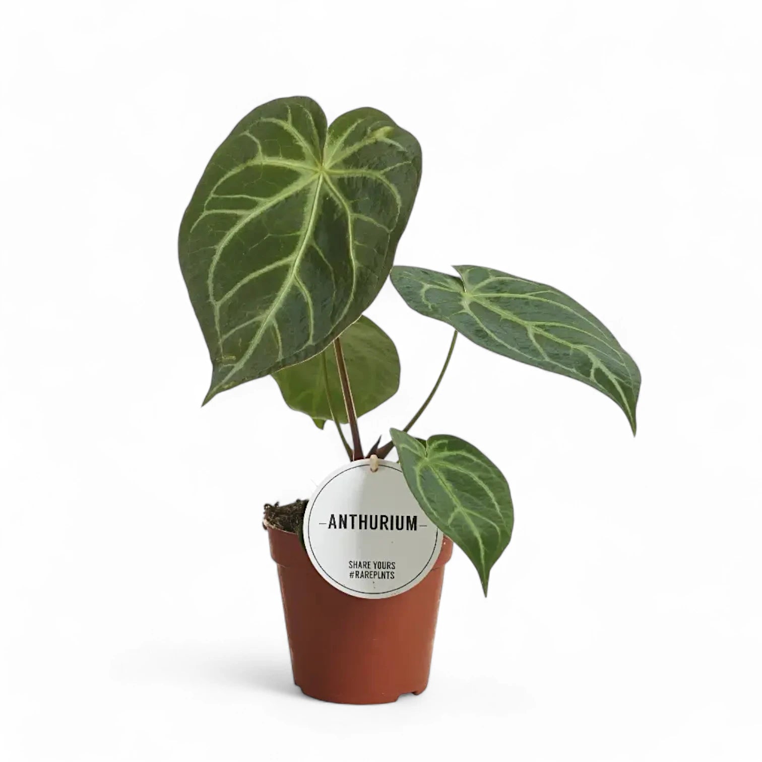 Anthurium magnificum – Topfpflanze im Kulturtopf vor weißem Hintergrund, Produktfoto 7.