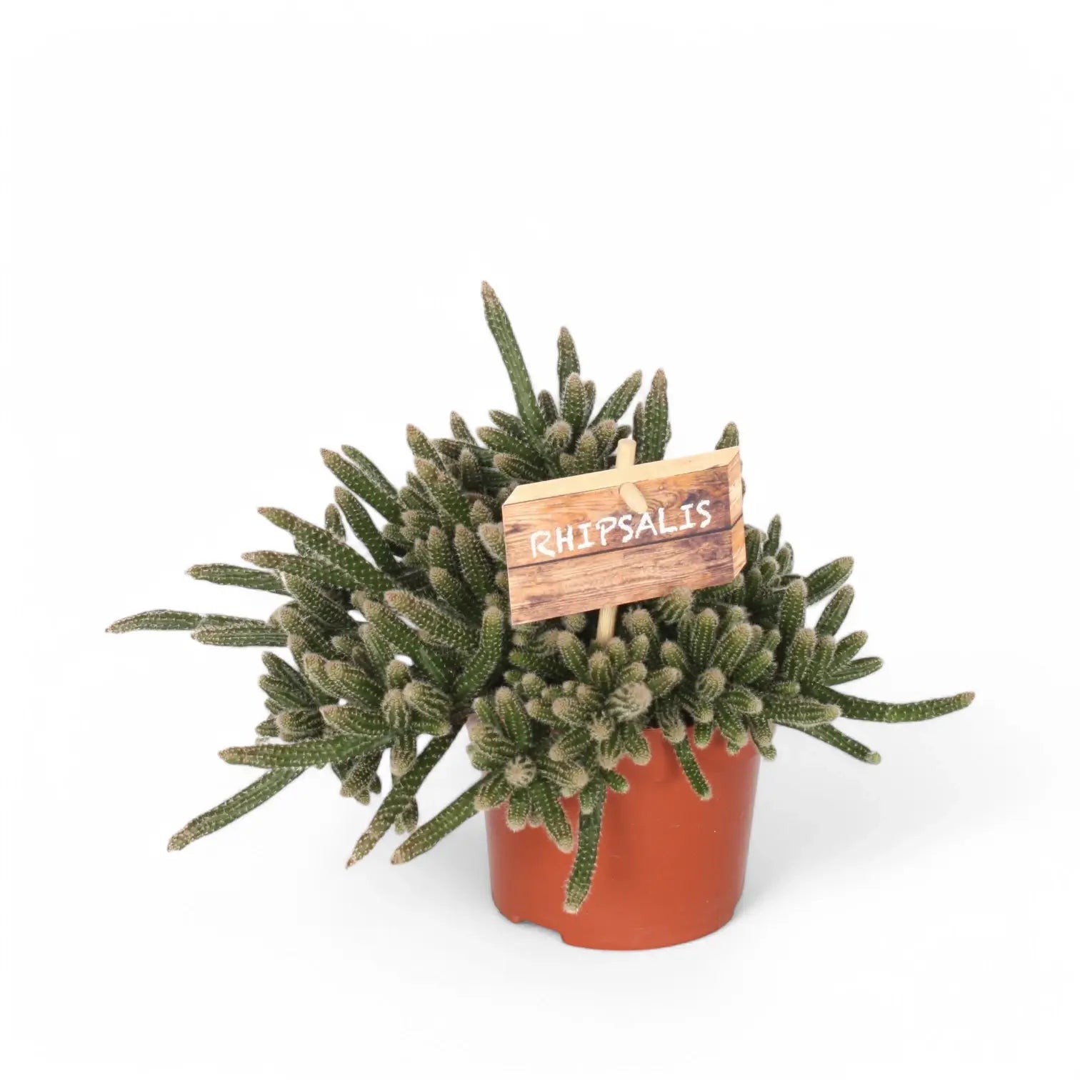 Rhipsalis baccifera ssp. horrida potted houseplant in nursery pot on white background, product photo 4.