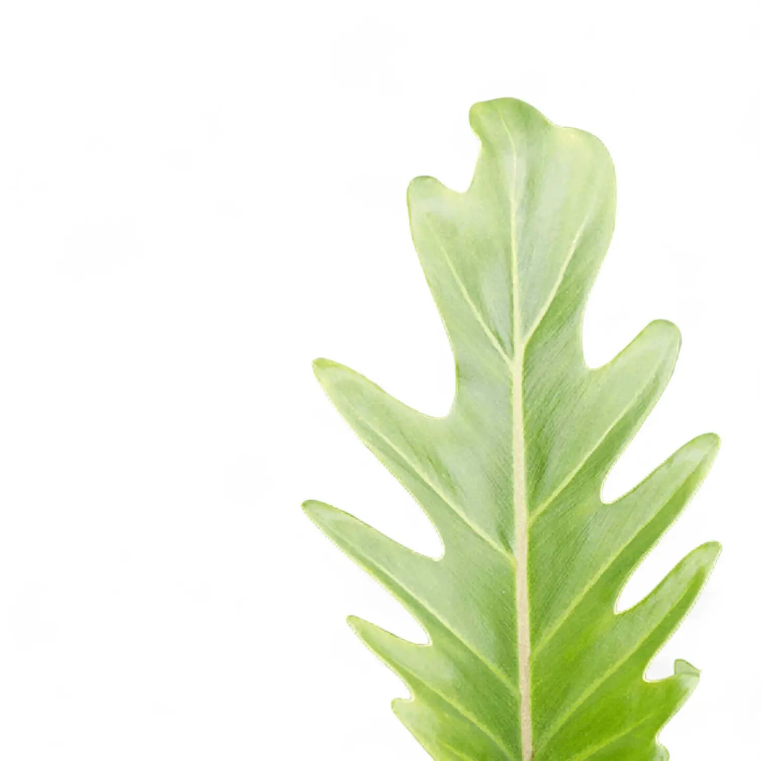 Thaumatophyllum xanadu leaf close-up on white background.