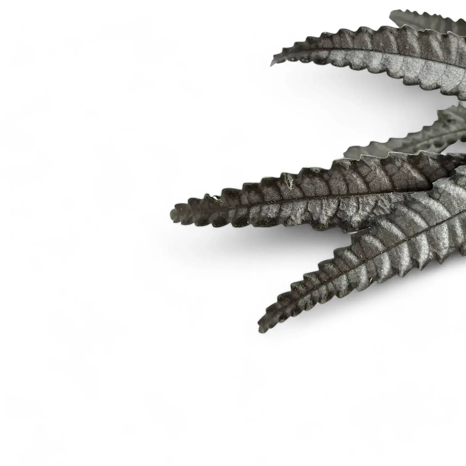 Nahaufnahme eines Blatts von Pilea hitchcockii vor weiĂźem Hintergrund.