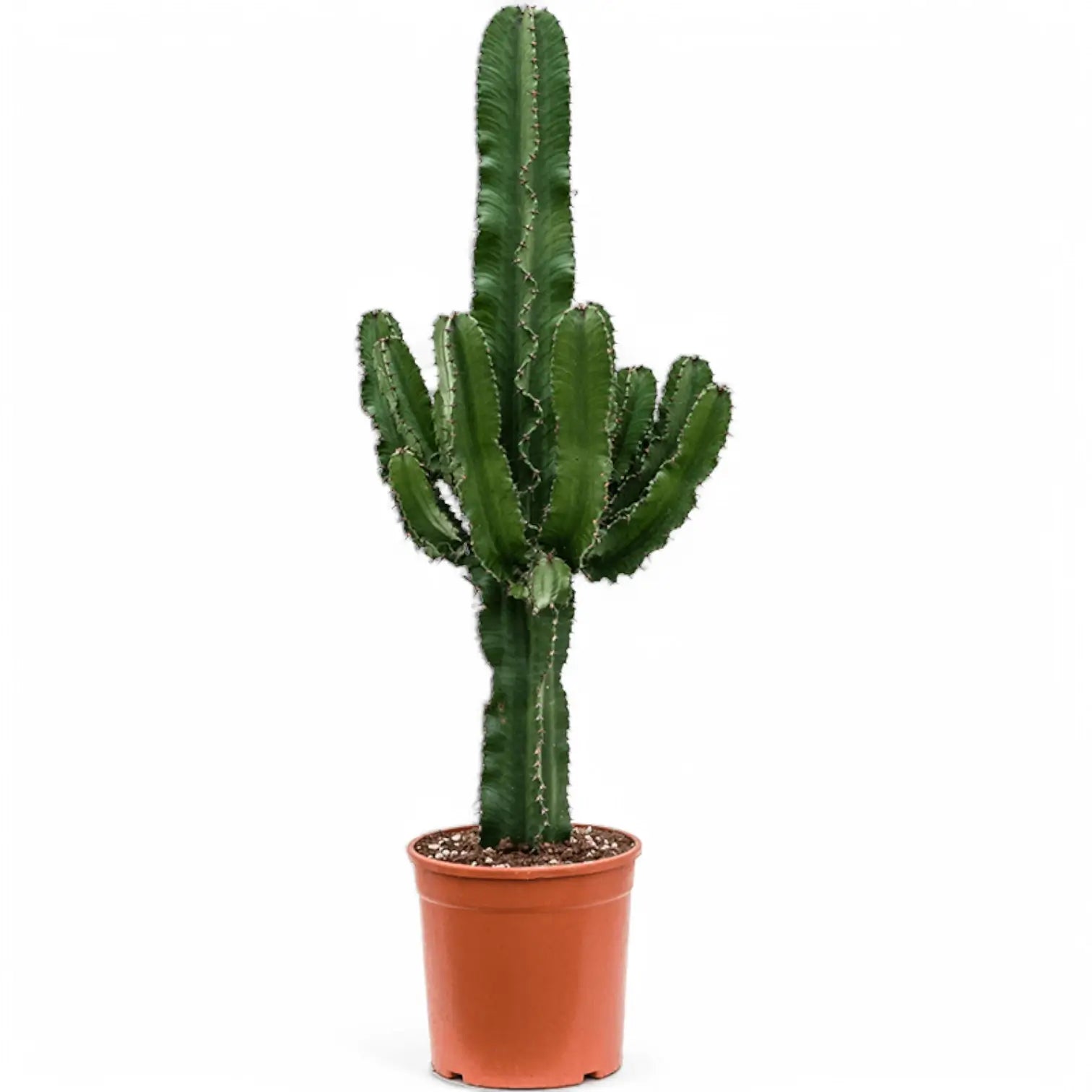 Euphorbia abyssinica var. erythraeae potted houseplant in nursery pot on white background, product photo 5.