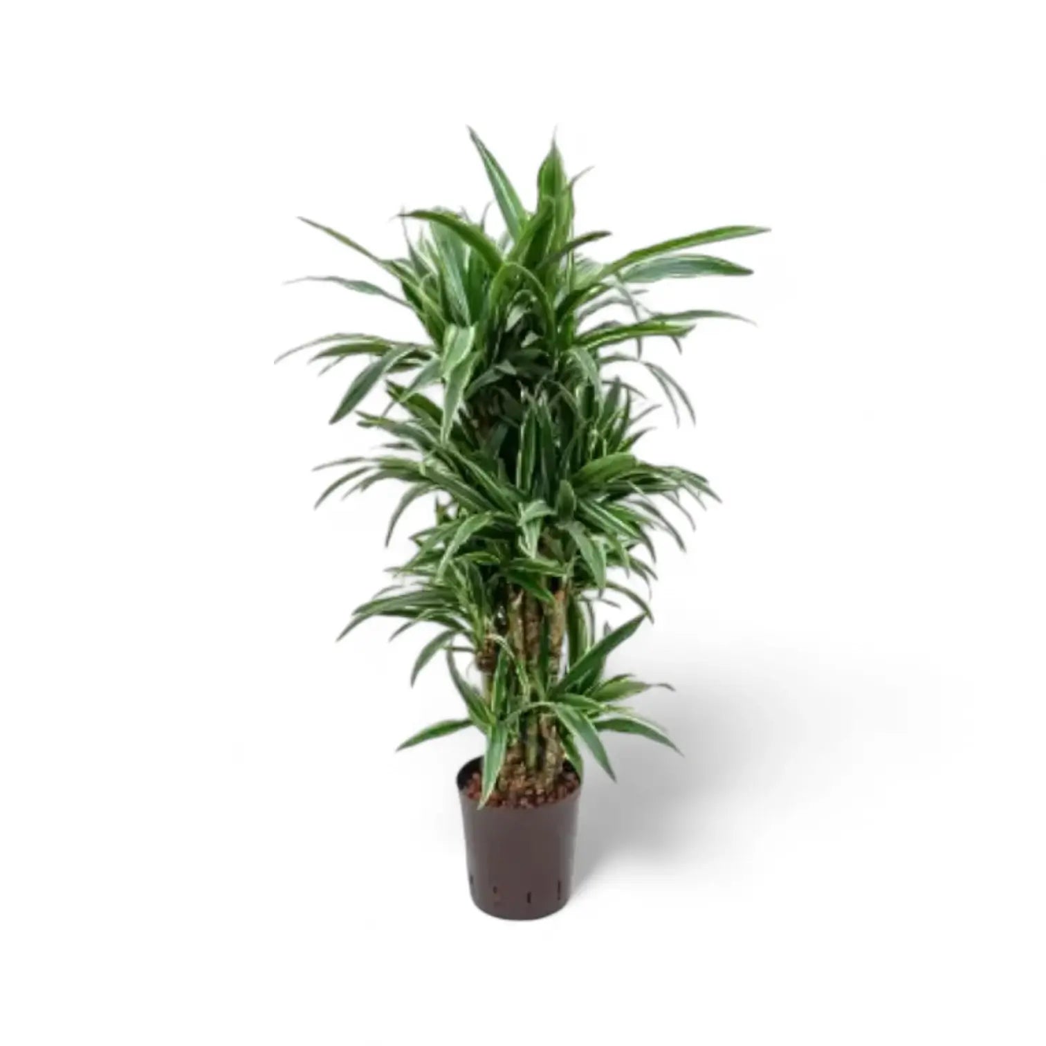 Dracaena fragrans ‘Warneckii’ – Topfpflanze im Kulturtopf vor weißem Hintergrund, Produktfoto 14.