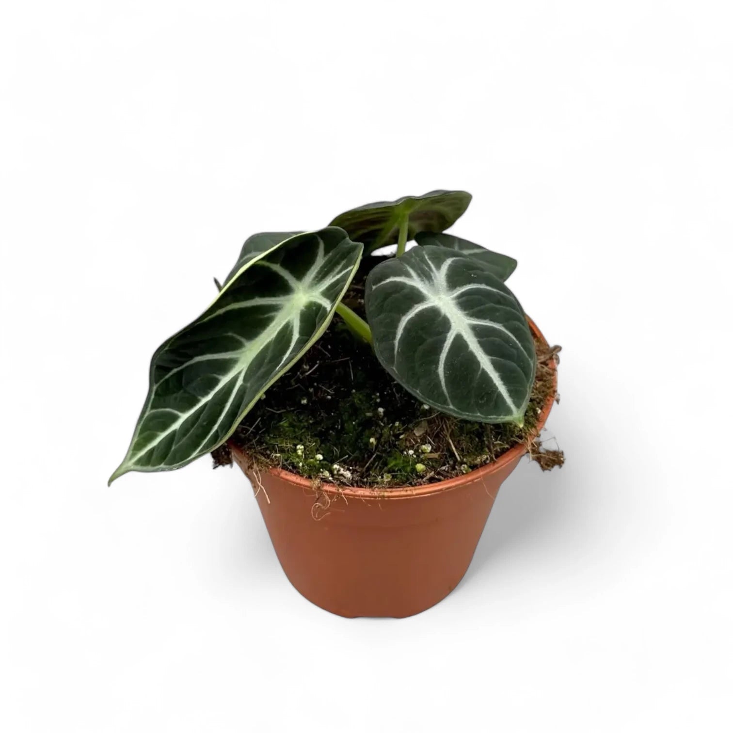 Alocasia reginula 'Ninja' – Topfpflanze im Kulturtopf vor weißem Hintergrund, Produktfoto 7.