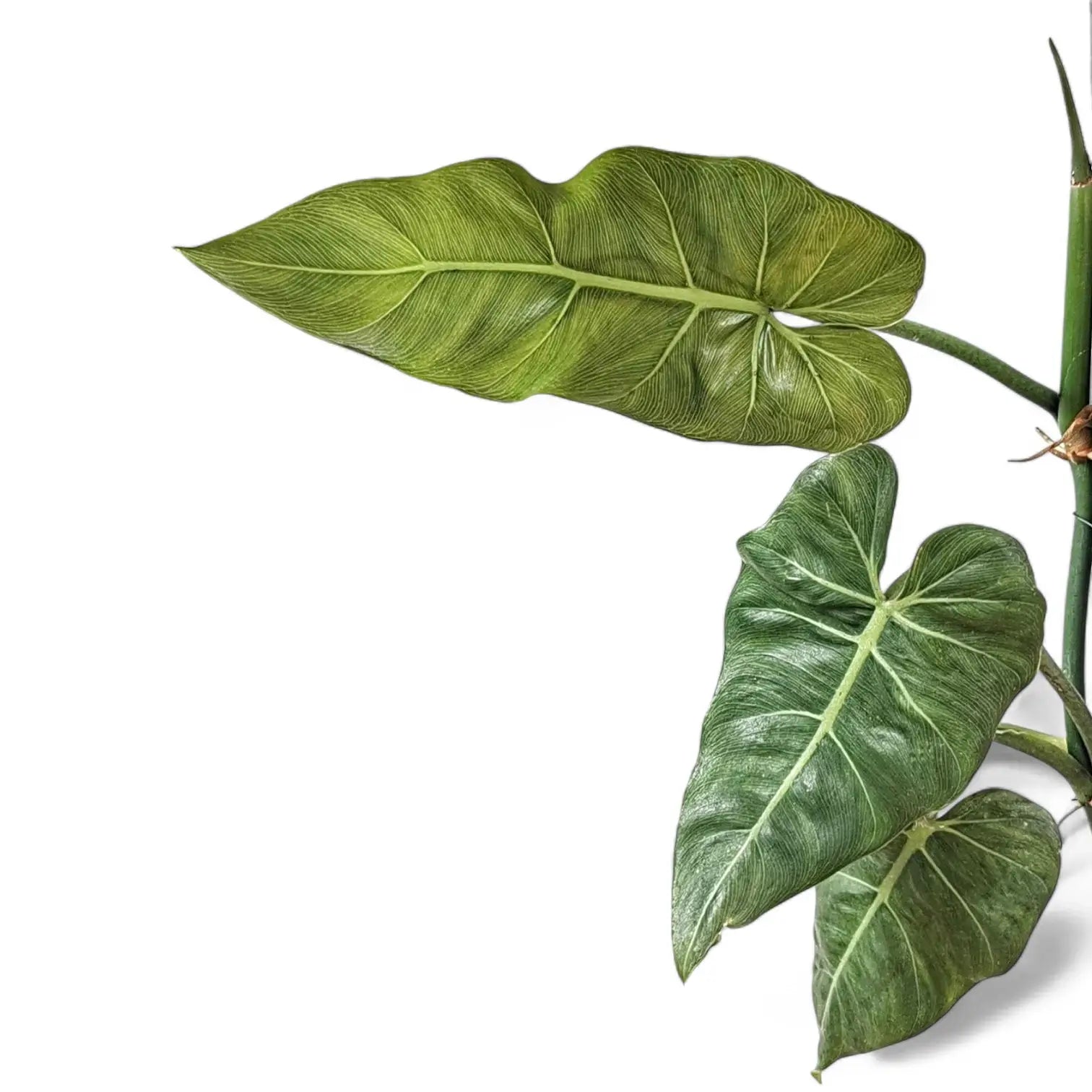 Philodendron maximum – Topfpflanze im Kulturtopf vor weißem Hintergrund, Produktfoto 5.