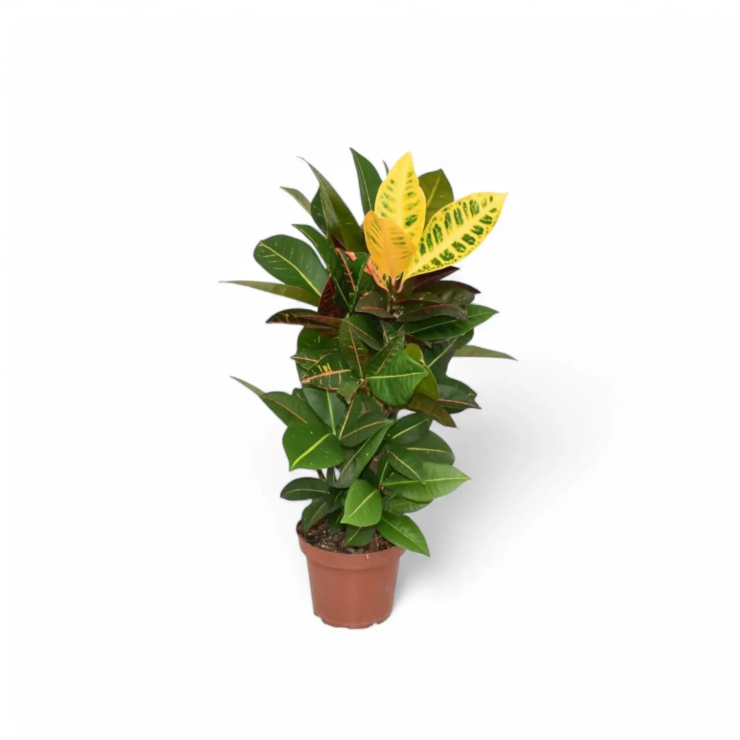 Codiaeum variegatum (Croton) 'Petra' potted houseplant in nursery pot on white background, product photo 7.