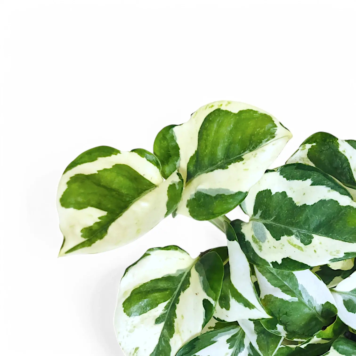 Nahaufnahme eines Blatts von Epipremnum aureum 'N'Joy' vor weißem Hintergrund.