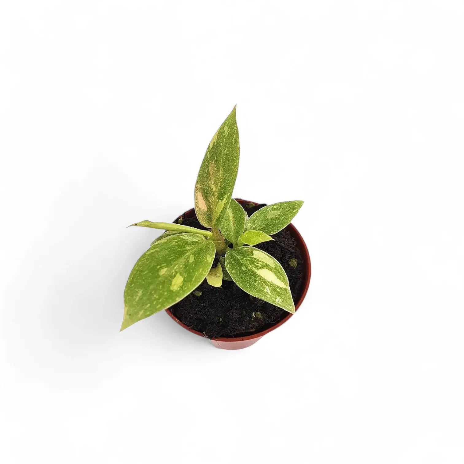 Philodendron 'Ring of fire' – Zimmerpflanze im Kulturtopf auf weißem Hintergrund, Produktfoto 6.