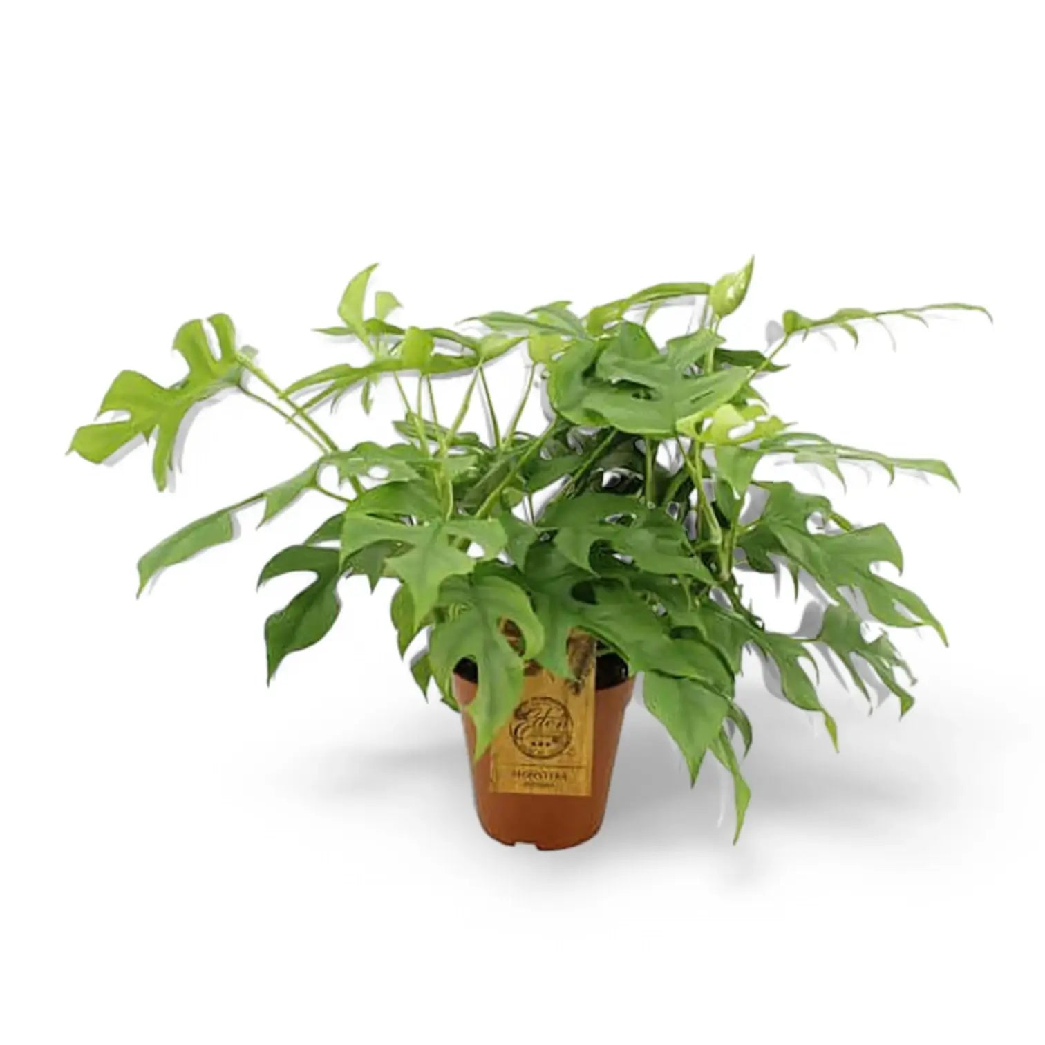 Rhaphidophora tetrasperma potted houseplant in nursery pot on white background, product photo 9.
