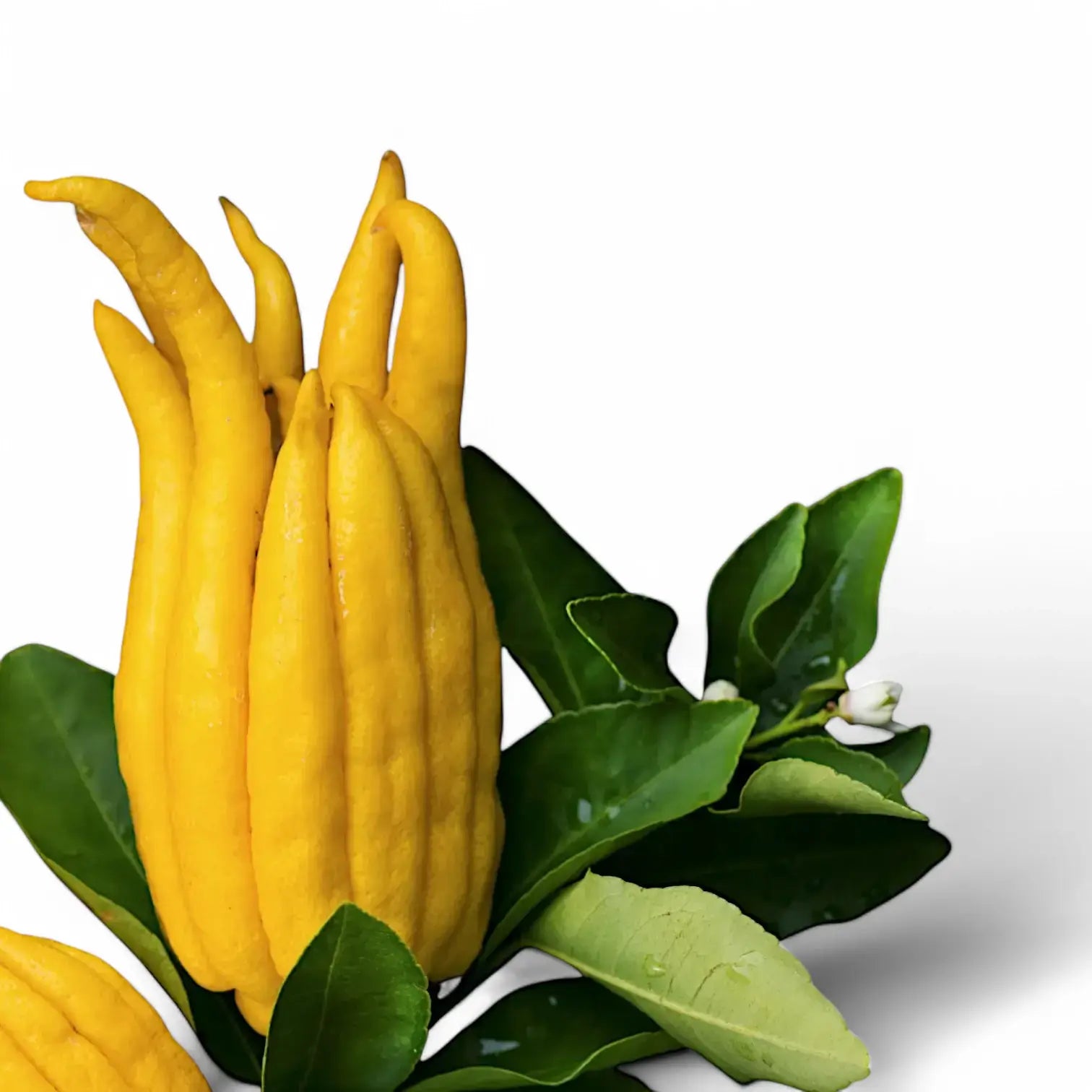 Nahaufnahme von Citrus 'Hand of Buddha' (Citrus medica var. sarcodactylis) vor weißem Hintergrund.