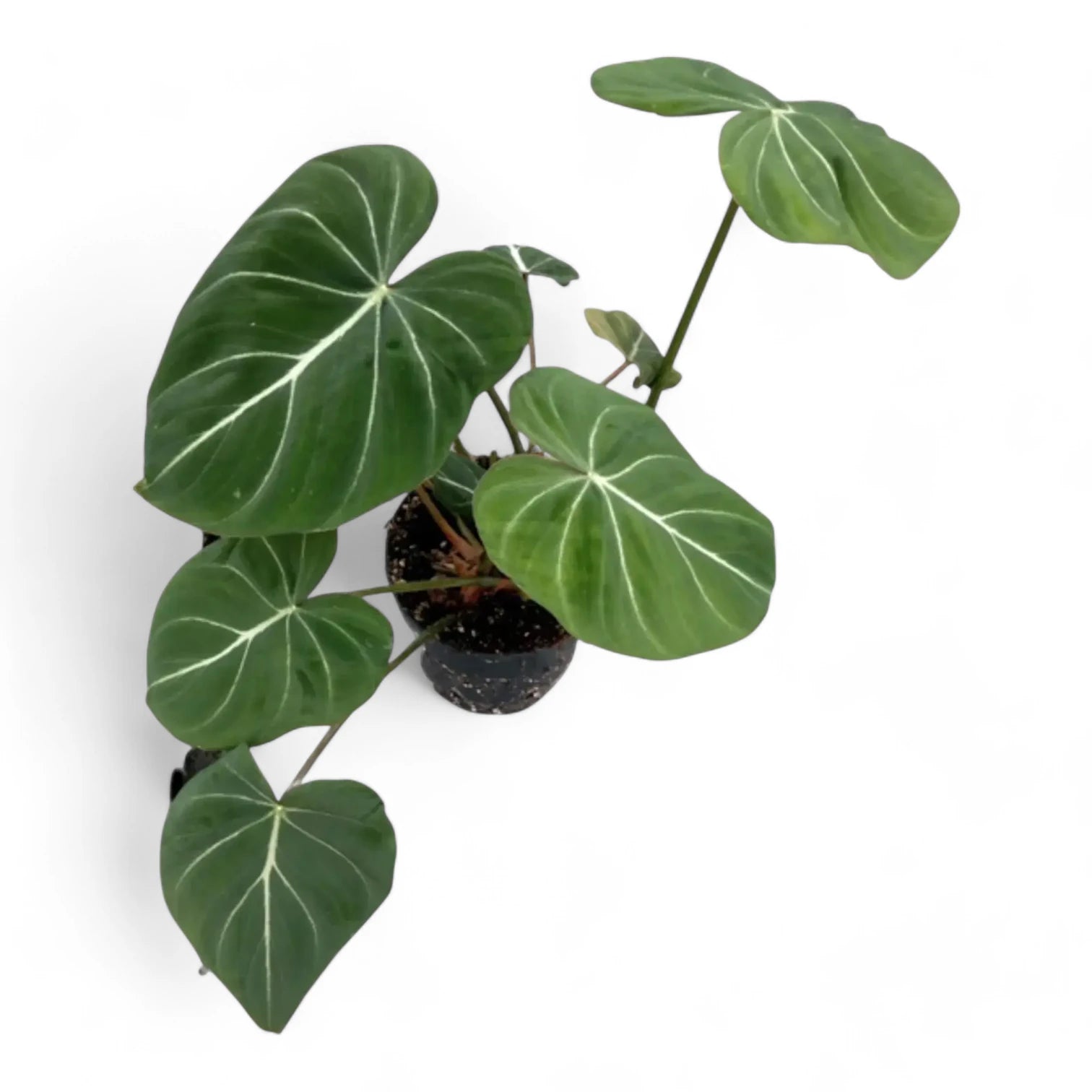 Philodendron gloriosum dark form – Topfpflanze im Kulturtopf vor weißem Hintergrund, Produktfoto 10.