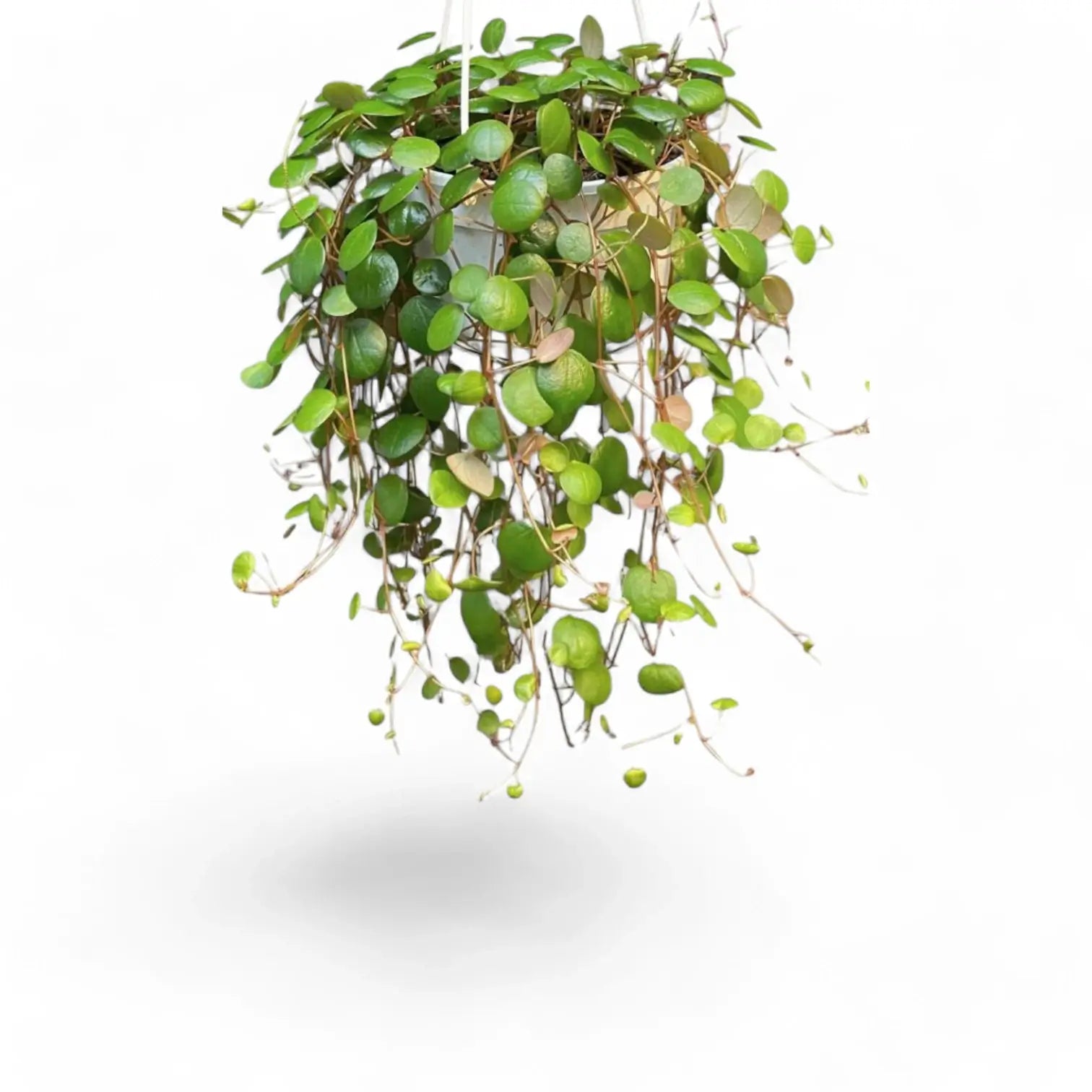 Peperomia 'Pepperspot' – Zimmerpflanze im Kulturtopf auf weißem Hintergrund, Produktfoto 7.