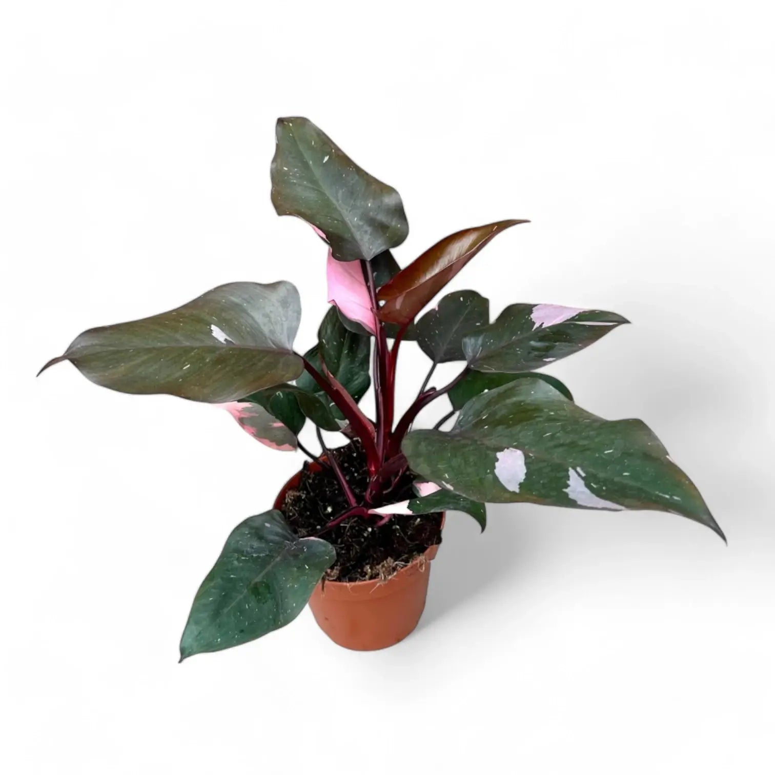 Philodendron 'Pink princess' – Zimmerpflanze im Kulturtopf auf weißem Hintergrund, Produktfoto 14.
