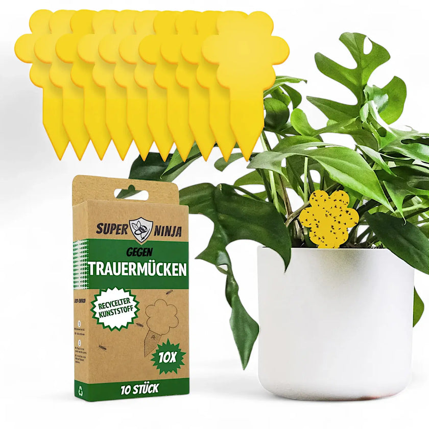 Plant Fly Trap - Fungus Gnats Sticky Traps on white background, product photo 2.