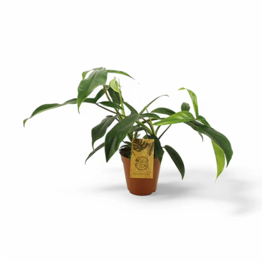 Philodendron 69686 potted houseplant in nursery pot on white background, product photo 2.