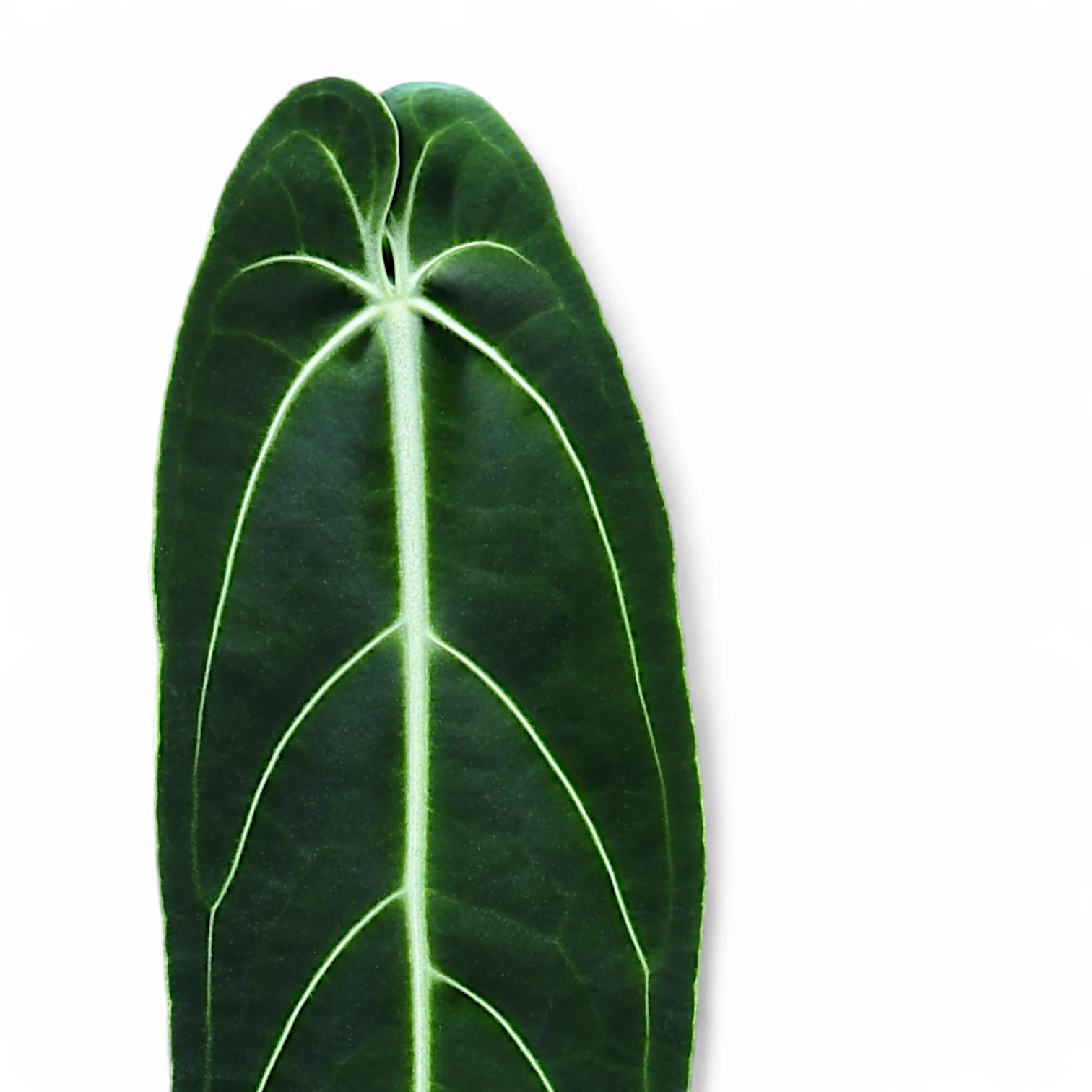 Philodendron verrucosum – Topfpflanze im Kulturtopf vor weißem Hintergrund, Produktfoto 1.