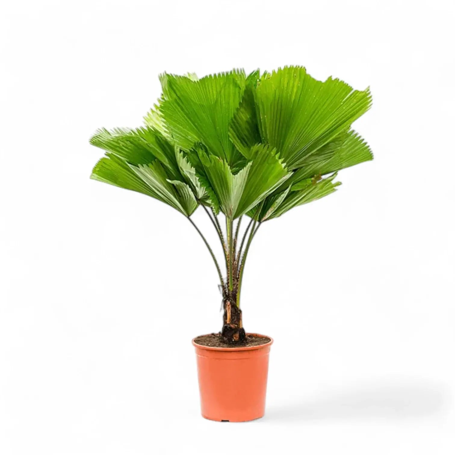 Licuala grandis – Zimmerpflanze im Kulturtopf auf weißem Hintergrund, Produktfoto 8.