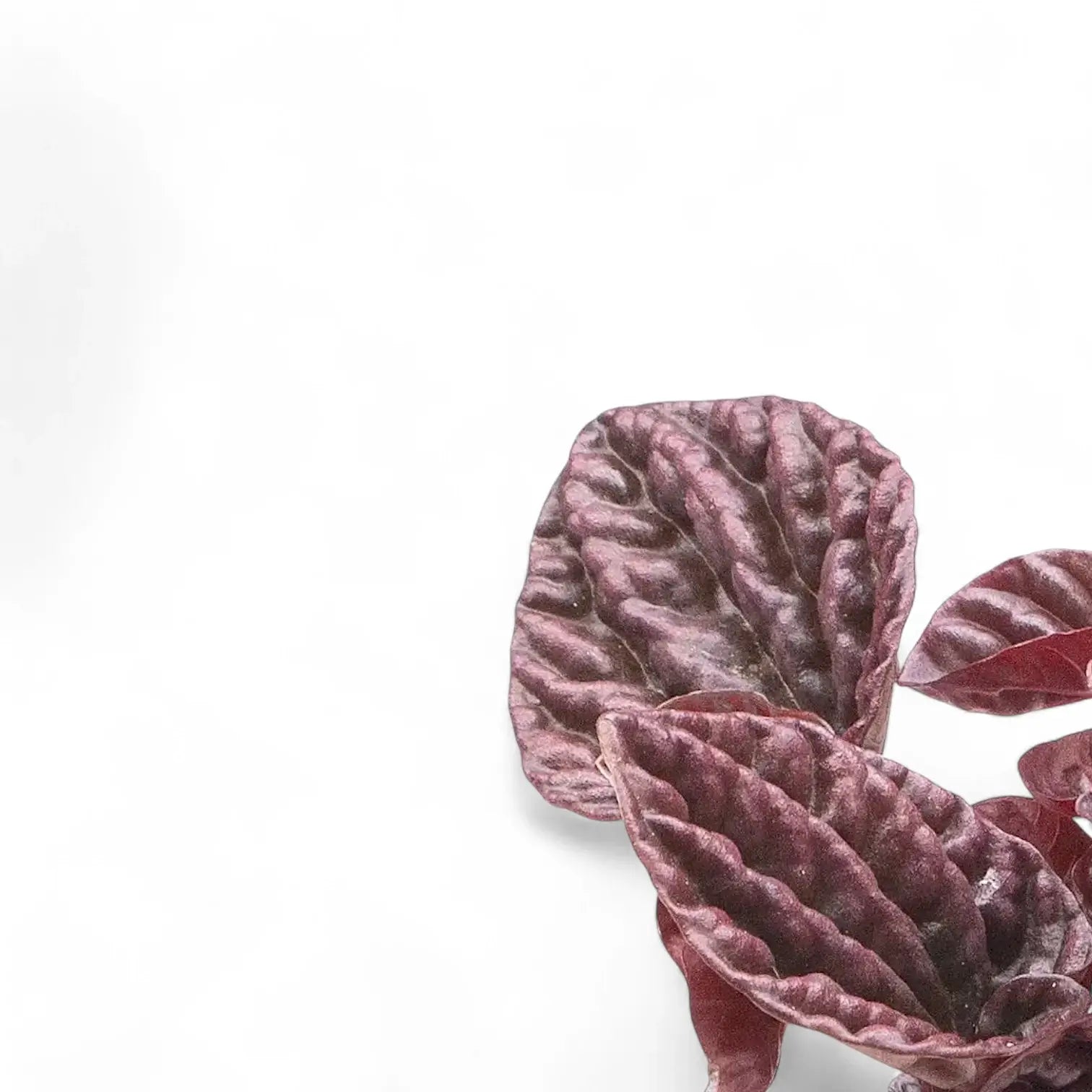 Nahaufnahme eines Blatts von Peperomia caperata 'Red Luna' vor weiĂźem Hintergrund.