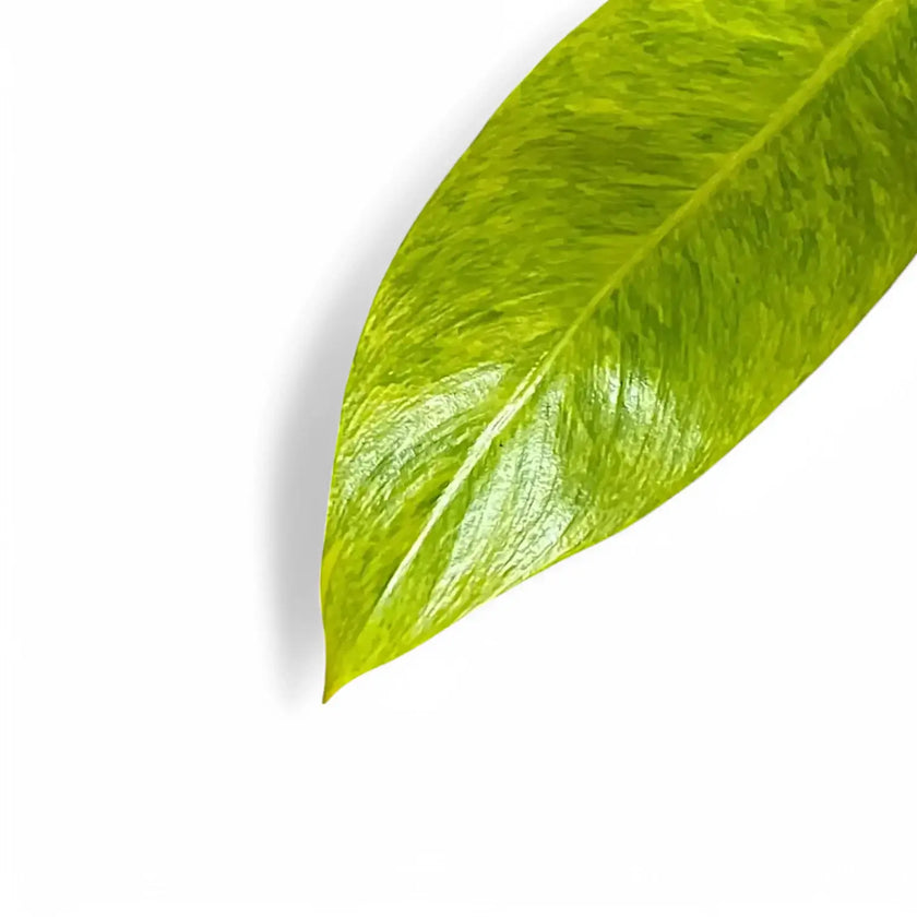 Philodendron 'Calkin's Gold' ('Goldiana', 'Golden spear') leaf close-up on white background.
