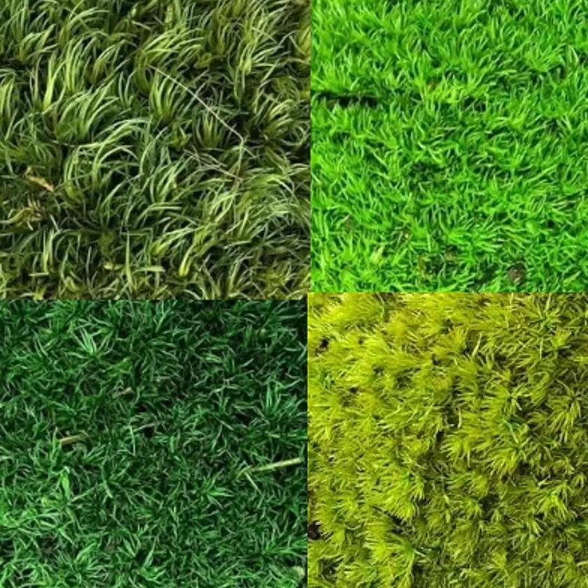 Live Cushion Moss on white background, product photo 2.