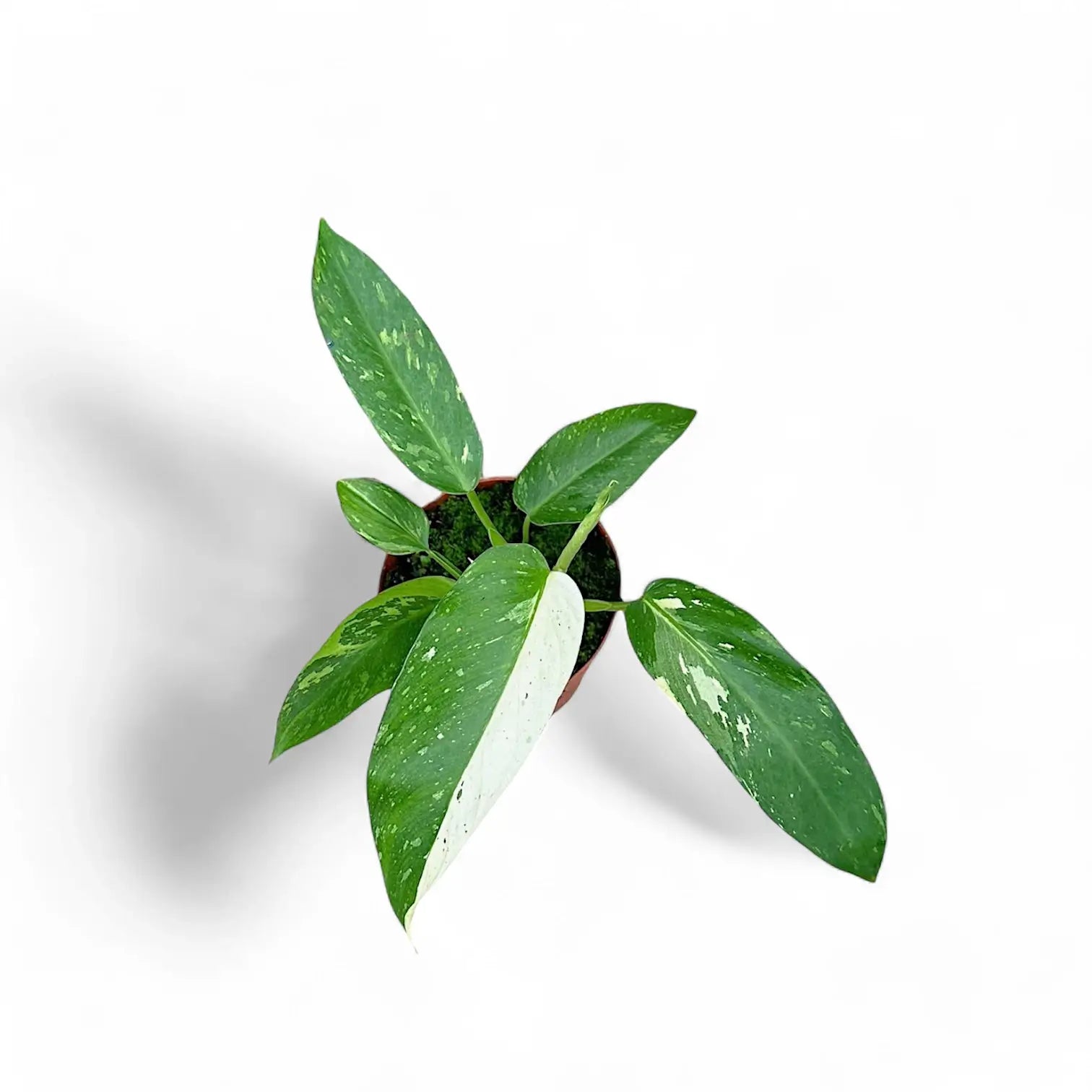 Philodendron 'Jose Buono' – Zimmerpflanze im Kulturtopf auf weißem Hintergrund, Produktfoto 5.