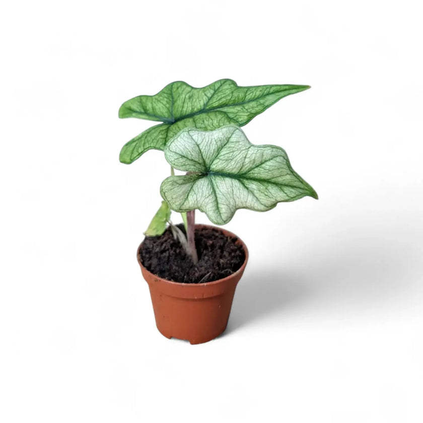 Alocasia 'Jacklyn Ghost' ('Mint') potted houseplant in nursery pot on white background, product photo 2.