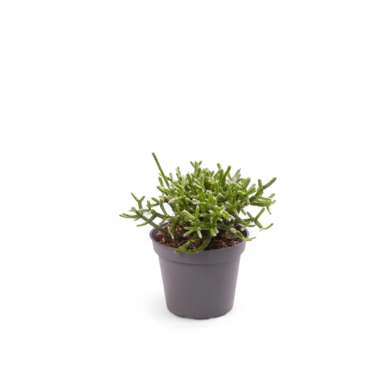 Rhipsalis cereuscula 'Cashero' potted houseplant in nursery pot on white background, product photo 3.