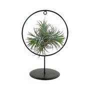 Tillandsia ionantha – With Plant Display Stand leaf close-up on white background.