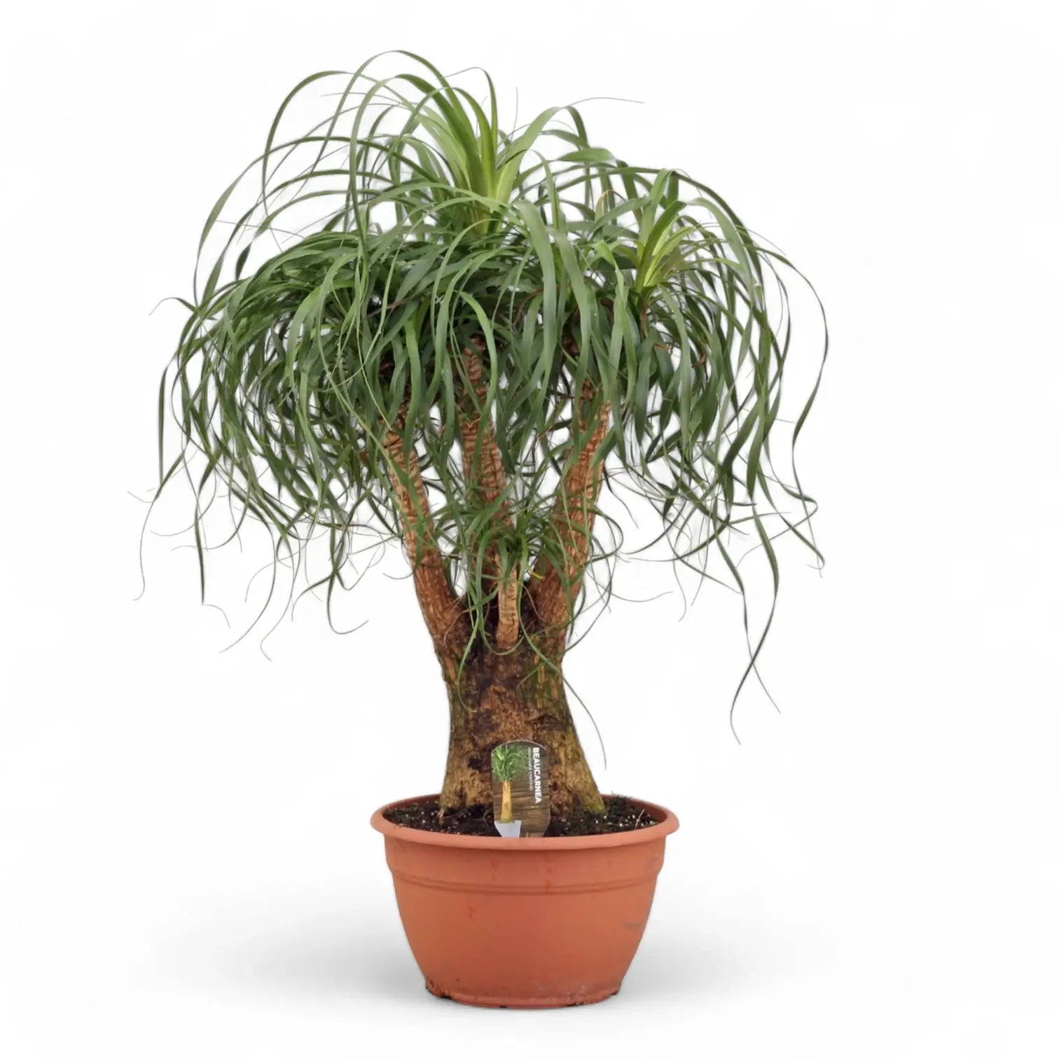 Beaucarnea recurvata – Zimmerpflanze im Kulturtopf auf weißem Hintergrund, Produktfoto 12.
