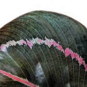 Goeppertia (Calathea) roseopicta 'Dottie' ('Illustrious') leaf close-up on white background.