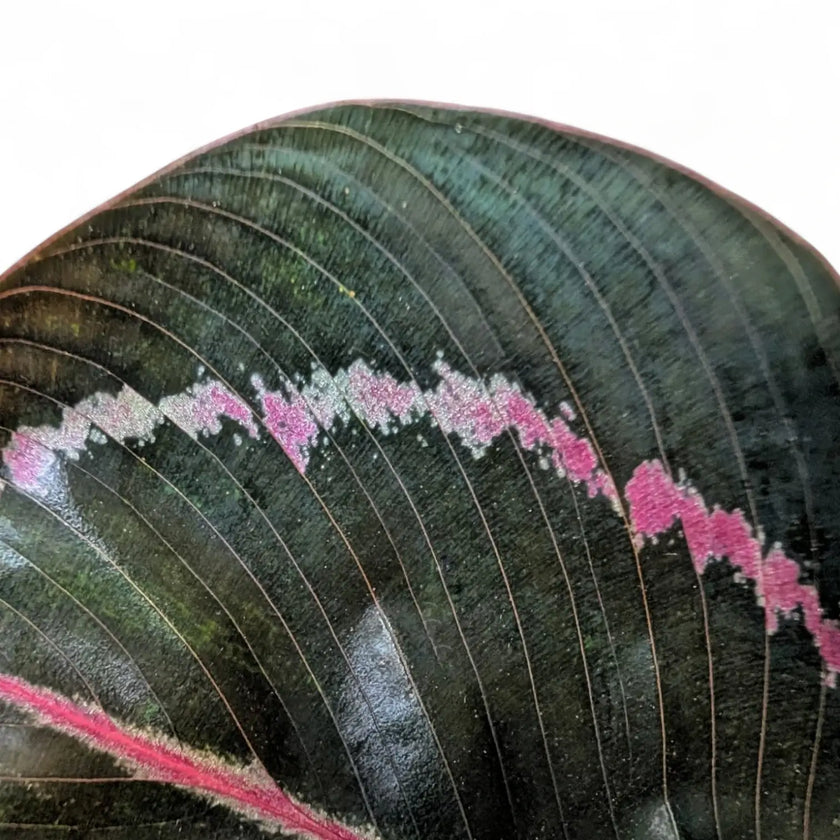Goeppertia (Calathea) roseopicta 'Dottie' ('Illustrious') leaf close-up on white background.