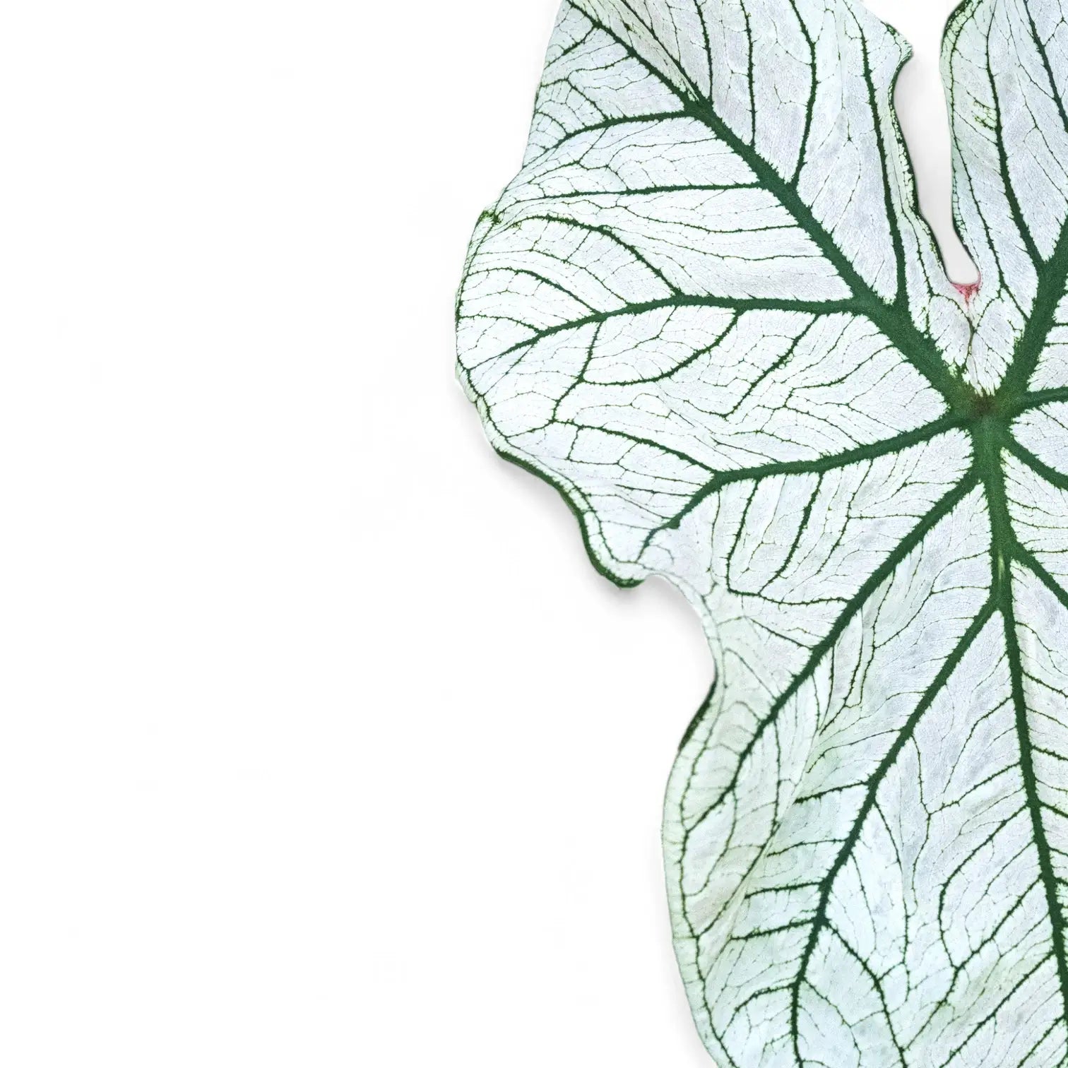 Nahaufnahme eines Blatts von Caladium 'White Christmas' vor weißem Hintergrund.