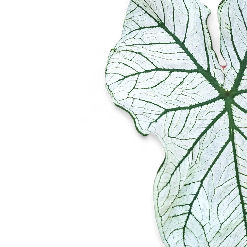 Nahaufnahme eines Blatts von Caladium 'White Christmas' vor weiĂźem Hintergrund.